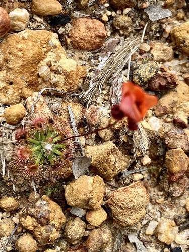 Drosera platystigma