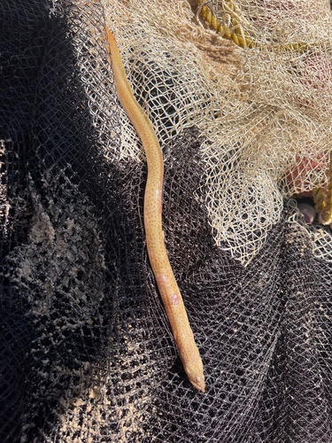 Snake spiny eel (Mastacembelus ophidium) — Mastacembelidae