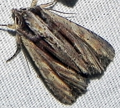 Apamea verbascoides
