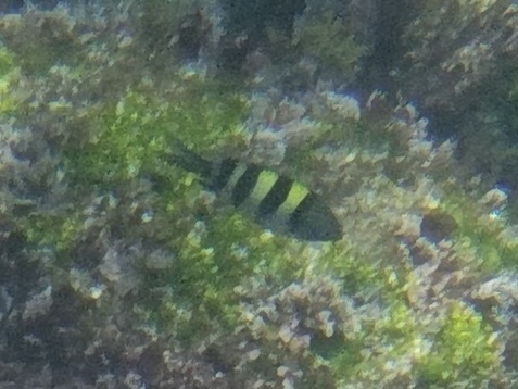 Common sergeant (Abudefduf vaigiensis) — Pomacentridae