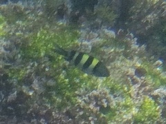 Sergeant Major Damselfish
