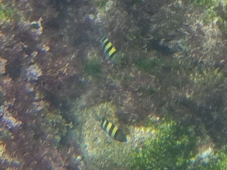 Photo of Indo-Pacific sergeant (Abudefduf vaigiensis)