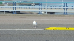 Larus argentatus