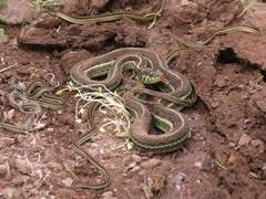 Mexican Garter Snake photo 2