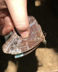 Morpho helenor marinita