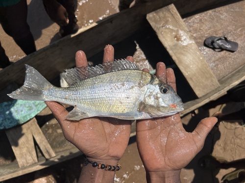 Tylochromis polylepis