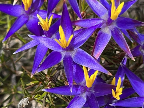Calectasia demarzii (Calectasia demarzii)