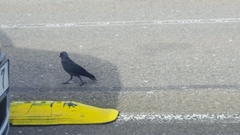 Corvus monedula