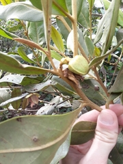Duguetia furfuracea