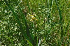 Iris halophila