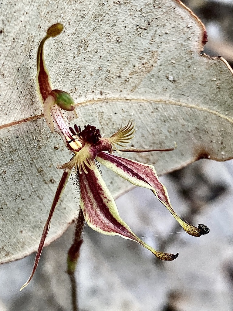 Caladenia plicata
