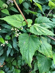 Aristeguietia lamiifolia