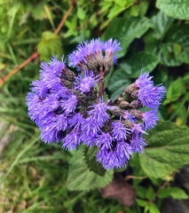 Aristeguietia lamiifolia