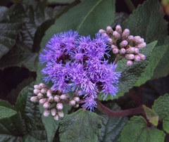 Aristeguietia lamiifolia