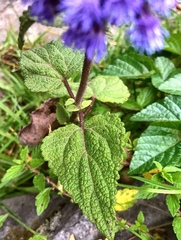 Aristeguietia lamiifolia