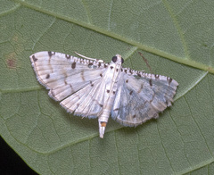 Pycnarmon