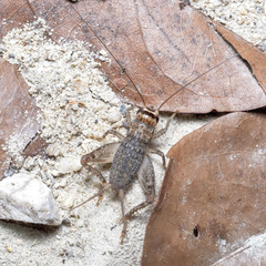 Velarifictorus