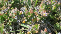 Delosperma patersoniae