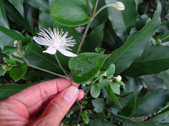 Clematis parviloba