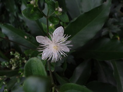 Clematis parviloba, photograph 呂一起(Lyu yi-chi), CC BY, iNaturalist via GBIF