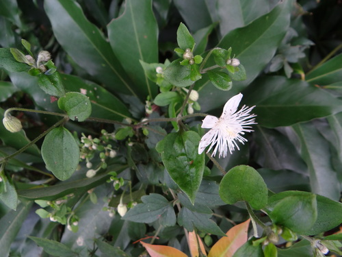 Clematis parviloba, photograph 2