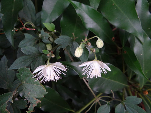 Clematis parviloba, photograph 3
