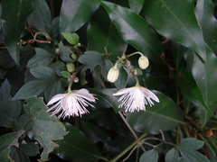 Clematis parviloba, photograph 呂一起(Lyu yi-chi), CC BY, iNaturalist via GBIF