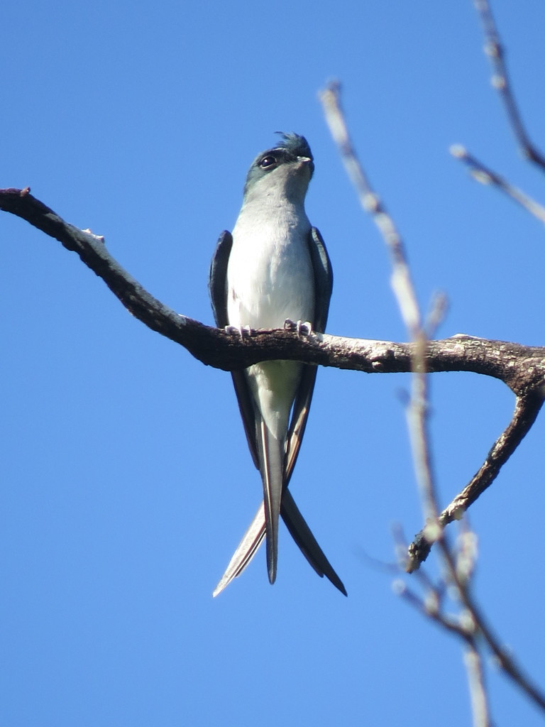 Grey-Rumped Treeswift