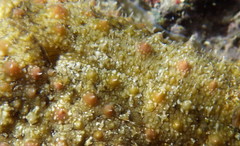 Dolabrifera ascifera