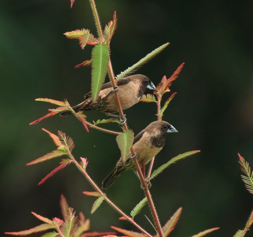Black-throated Munia (Lonchura kelaarti), photo 9