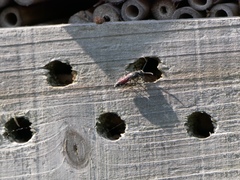 Sapyga quinquepunctata