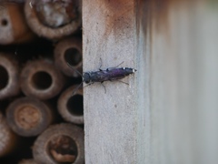 Sapyga quinquepunctata