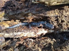Plethodon grobmani