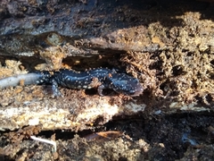 Plethodon grobmani
