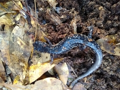 Plethodon grobmani