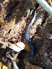 Plethodon grobmani