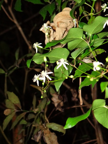 Clematis meyeniana iNat (1)