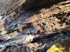 Plethodon grobmani