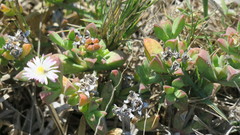 Delosperma patersoniae