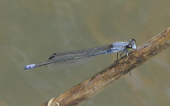 Pseudagrion salisburyense