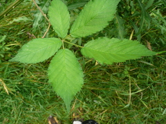 Rubus constrictus