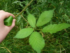 Rubus constrictus