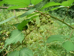 Rubus constrictus