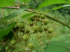 Rubus constrictus
