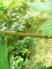 Rubus constrictus