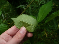 Rubus constrictus