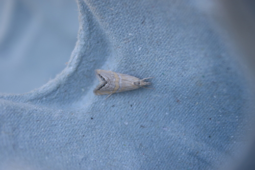 Crambus décoré