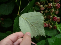Rubus fruticosus