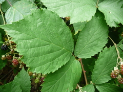 Rubus fruticosus