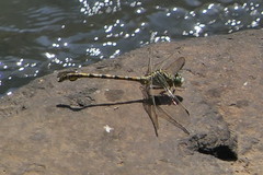 Ceratogomphus pictus